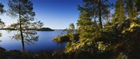 Trees at the lakeside, Lake Saimaa, Puumala, Finland Fine Art Print