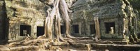 Close up of Old ruins of a building, Angkor Wat, Cambodia Fine Art Print