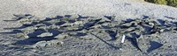 Marine Iguanas on the beach, Galapagos Islands, Ecuador Fine Art Print