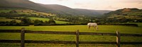 Horse in a field, Enniskerry, County Wicklow, Republic Of Ireland Fine Art Print