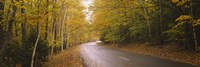 Road passing through a forest, Park Loop Road, Acadia National Park, Mount Desert Island, Maine, USA Fine Art Print