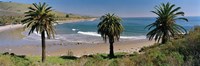 High angle view of palm trees on the beach, Refugio State Beach, Santa Barbara, California, USA by Panoramic Images - 27" x 9"