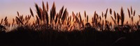 Silhouette of grass in a field at dusk, Big Sur, California, USA Fine Art Print