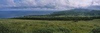 High angle view of trees on a landscape, Easter Island, Chile Fine Art Print