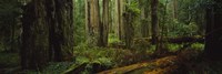 Hoh Rainforest Trees, Olympic National Park by Panoramic Images - 27" x 9"