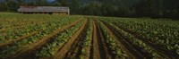 Tobacco Field in North Carolina Fine Art Print