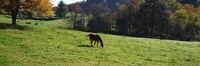 Grazing Horses in Kent County Fine Art Print
