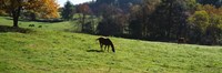 Grazing Horses in Kent County by Panoramic Images - 27" x 9"