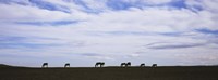 Horses in Field Fine Art Print