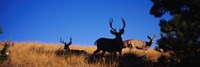 Mule Deer Fine Art Print