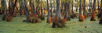 Bald cypress trees (Taxodium disitchum) in a forest, Illinois, USA Fine Art Print