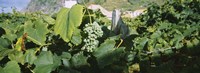 Bunch of grapes in a vineyard, Sao Miguel, Ponta Delgada, Azores, Portugal Fine Art Print