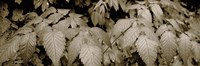 Close-up of leaves, Oswald West State Park, Oregon, USA Fine Art Print
