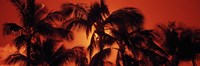 Palm trees at dusk, Kalapaki Beach, Hawaii Fine Art Print