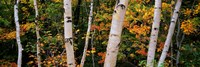 Birch trees in a forest, New Hampshire, USA Fine Art Print