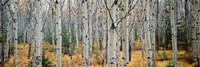 Aspen trees in a forest, Alberta, Canada Fine Art Print