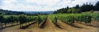 Vineyard on a landscape, Adelsheim Vineyard, Newberg, Willamette Valley, Oregon, USA Fine Art Print