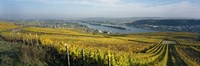 Vineyards near a town, Rudesheim, Rheingau, Germany Fine Art Print