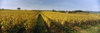 Panoramic view of vineyards, Schloss Vollrads, Johannisberg, Oestrich-Winkel, Rheingau, Germany Fine Art Print