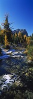 Stream flowing in a forest, Mount Assiniboine Provincial Park, border of Alberta and British Columbia, Canada Fine Art Print
