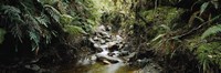 Stream flowing in a forest, Milford Sound, Fiordland National Park, South Island, New Zealand Fine Art Print