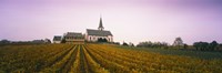 Vineyard with a church in the background, Hochheim, Rheingau, Germany Fine Art Print