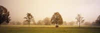 Fog covered trees in a field, Baden-Wurttemberg, Germany Fine Art Print