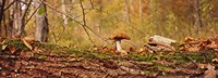 Mushroom on a tree trunk, Baden-Wurttemberg, Germany Fine Art Print
