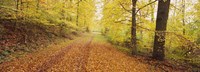 Road covered with autumnal leaves passing through a forest, Baden-Wurttemberg, Germany Fine Art Print
