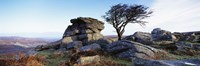 Bare tree near rocks, Haytor Rocks, Dartmoor, Devon, England Fine Art Print