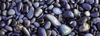 Close-up of pebbles, Sandymouth Beach, Cornwall, England Fine Art Print