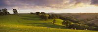 High angle view of sheep grazing in a field, Bickleigh, Mid Devon, Devon, England Fine Art Print