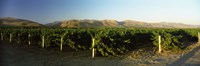 Vineyard on a landscape, Santa Ynez Valley, Santa Barbara County, California, USA by Panoramic Images - 27" x 9"