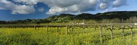 Mustard crop in a field near St. Helena, Napa Valley, Napa County, California, USA Fine Art Print