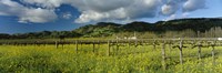 Mustard crop in a field near St. Helena, Napa Valley, Napa County, California, USA by Panoramic Images - 27" x 9"