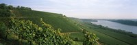 Vineyards along a river, Niersteiner Hang, Rhine River, Nackenheim, Mainz-Bingen, Rhineland-Palatinate, Rheinhessen, Germany by Panoramic Images - 27" x 9"
