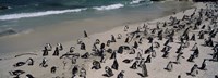 Colony of Jackass penguins (Spheniscus demersus) on the beach, Boulder Beach, Simon's Town, Western Cape Province, South Africa Fine Art Print