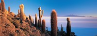 Cactus on a hill, Salar De Uyuni, Potosi, Bolivia Fine Art Print