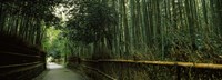 Road passing through a bamboo forest, Arashiyama, Kyoto Prefecture, Kinki Region, Honshu, Japan Fine Art Print