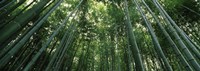 Low angle view of bamboo trees, Arashiyama, Kyoto Prefecture, Kinki Region, Honshu, Japan Fine Art Print