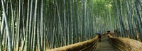 Stepped walkway passing through a bamboo forest, Arashiyama, Kyoto Prefecture, Kinki Region, Honshu, Japan Fine Art Print
