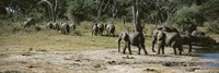 African elephants (Loxodonta africana) in a forest, Hwange National Park, Matabeleland North, Zimbabwe by Panoramic Images - 27" x 9"