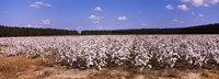 Cotton crops in a field, Georgia, USA Fine Art Print