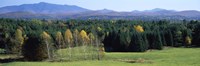 Trees in a forest, Stowe, Lamoille County, Vermont, USA Fine Art Print