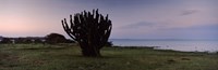 Silhouette of a cactus at the lakeside, Lake Victoria, Great Rift Valley, Kenya Fine Art Print