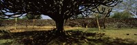 Trees in a field with a stone wall in the background, Thimlich Ohinga, Lake Victoria, Great Rift Valley, Kenya Fine Art Print
