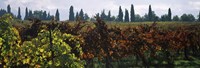 Vineyards with trees in the background, Apennines, Emilia-Romagna, Italy Fine Art Print