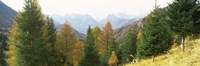 Larch trees with a mountain range in the background, Dolomites, Cadore, Province of Belluno, Veneto, Italy Fine Art Print