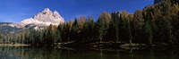 Trees at the lakeside, Lake Misurina, Tre Cime Di Lavaredo, Dolomites, Cadore, Province of Belluno, Veneto, Italy Fine Art Print