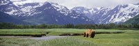 Kukak Bay, Katmai National Park, Alaska Fine Art Print